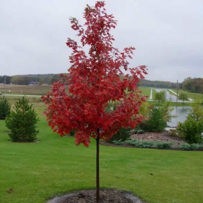 autumn-blaze-600×600-mckay-photo-1