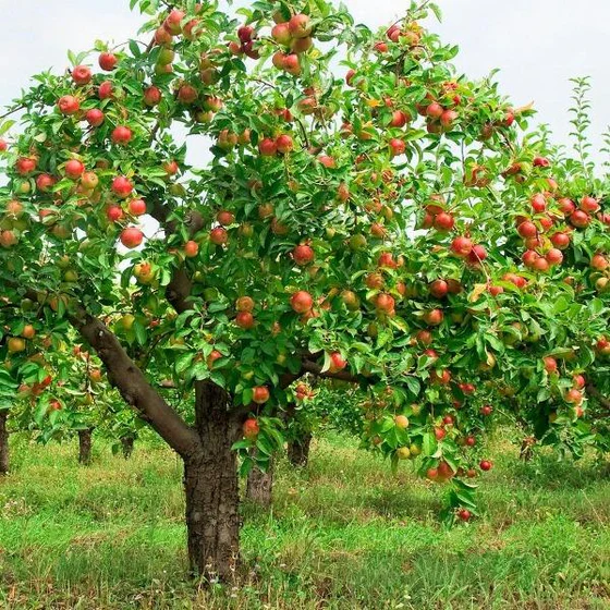 pink-lady-apple-tree-15644171010090_x560.progressive