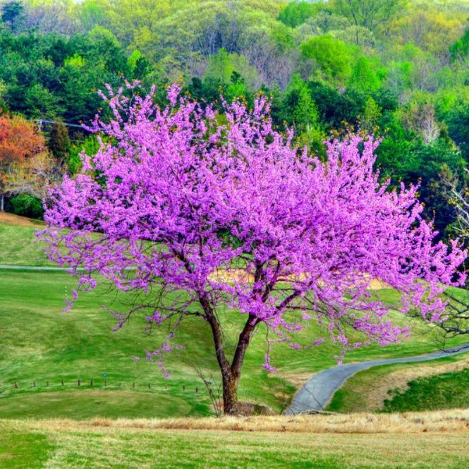 redbud