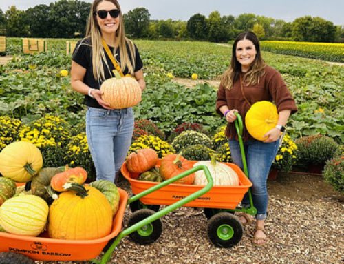 U-Pick Pumpkins